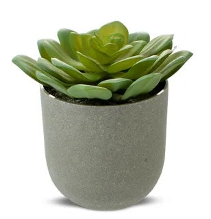 Eceheveria Succulant